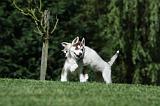 RENCONTRE ENTRE CHIENS 211